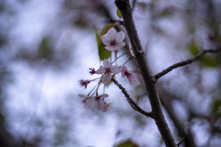 2023年最後の桜4