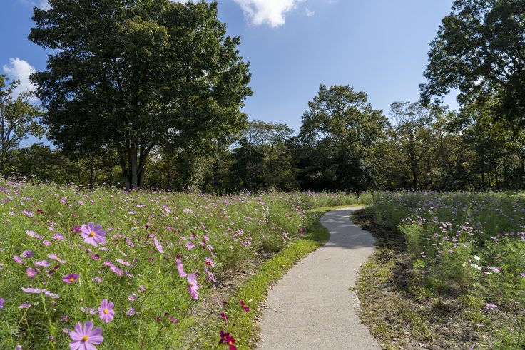 国営讃岐まんのう公園のコスモス