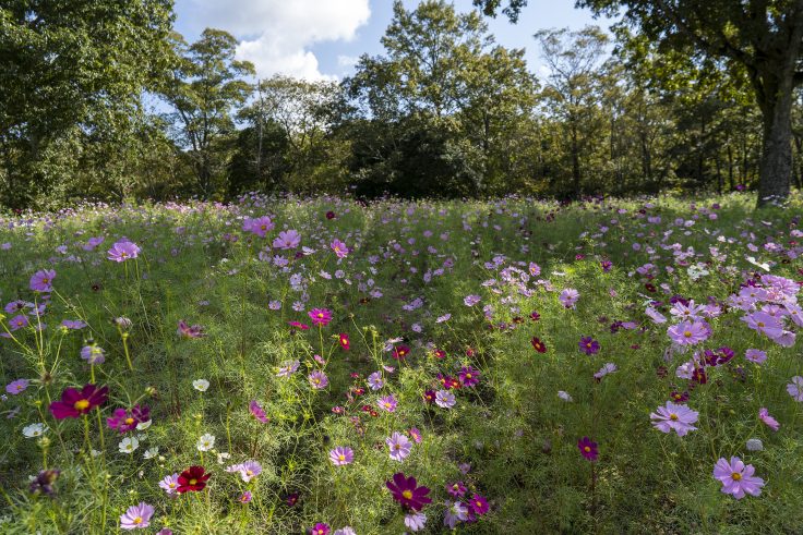 国営讃岐まんのう公園のコスモス2