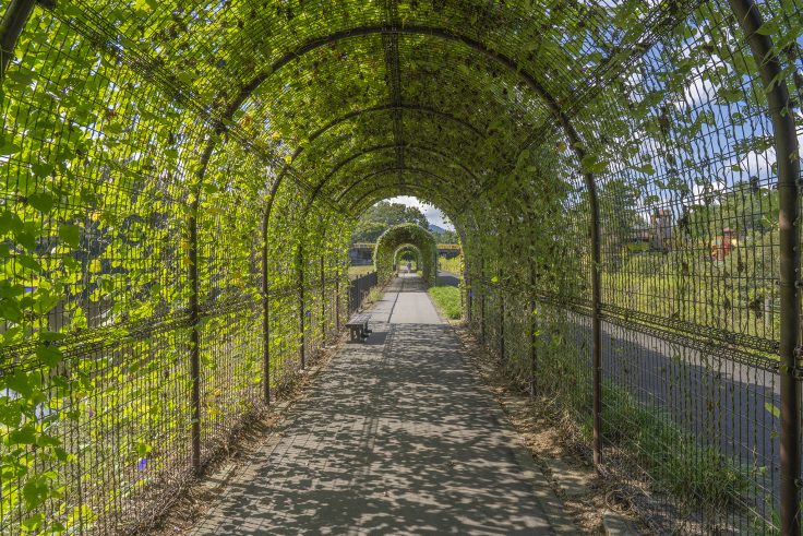 国営讃岐まんのう公園のアサガオ