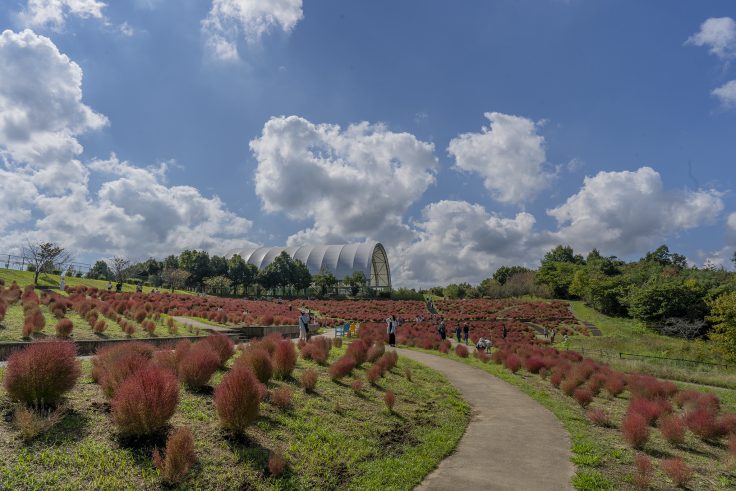 国営讃岐まんのう公園のコキア紅葉3