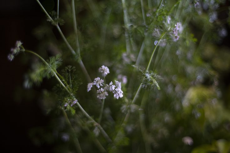 夜の花