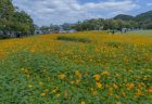 鳴門ウチノ海総合公園のキバナコスモス