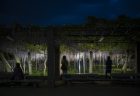 岩田神社の孔雀藤ライトアップ