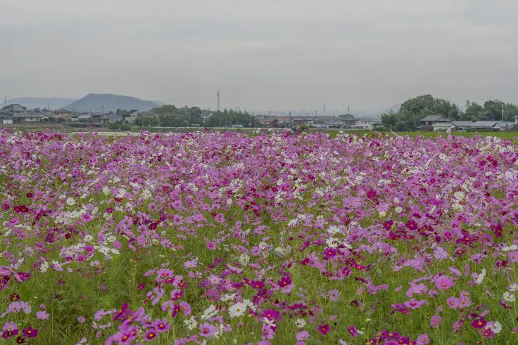 三木町田中のコスモス畑2024 | 旅カメラ