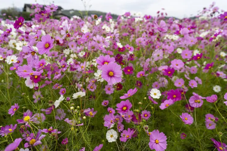 コスモス コスモス畑に癒やされて Photo by @fuka_09 Location：滋賀県 Date