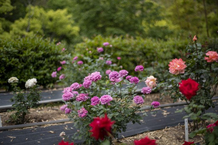 香川県園芸総合センターの花3