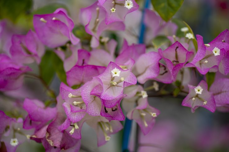 香川県園芸総合センターの花6