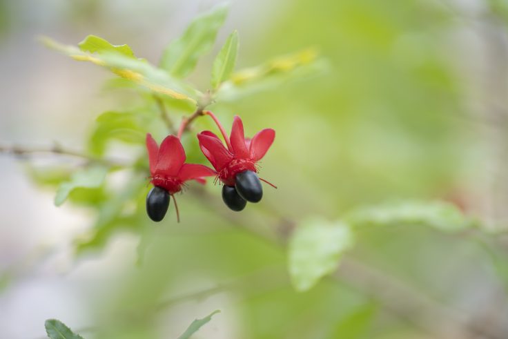 香川県園芸総合センターの花8