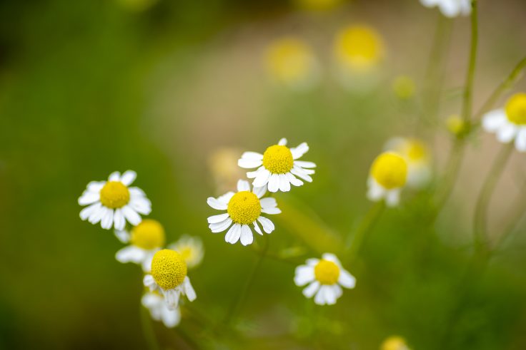 香川県園芸総合センターの花10