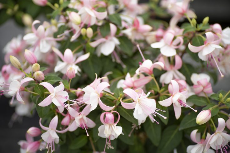 香川県園芸総合センターの花12