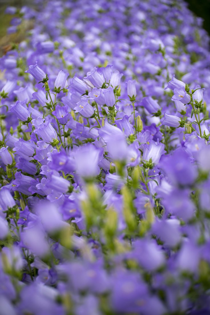 香川県園芸総合センターの花13