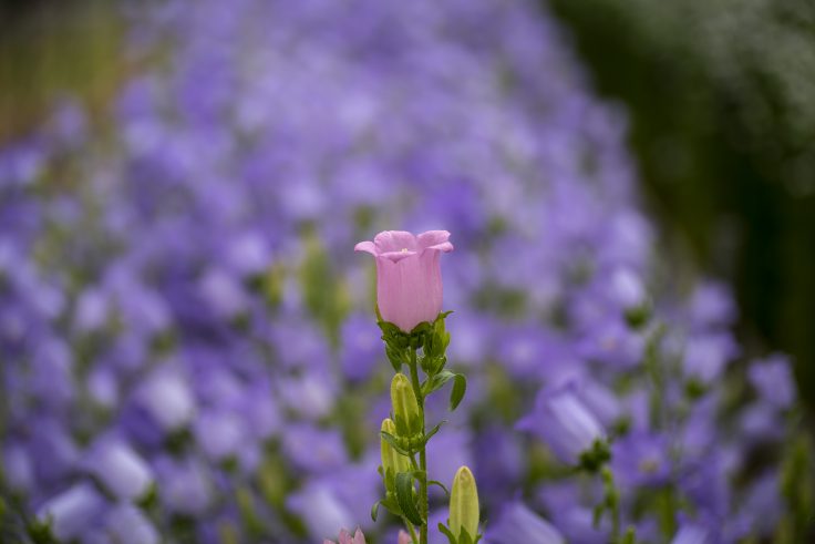 香川県園芸総合センターの花14