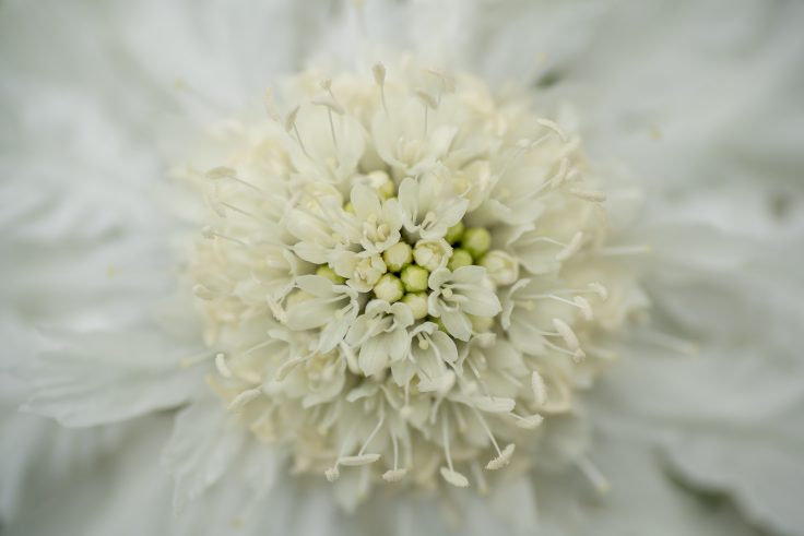 香川県園芸総合センターの花18