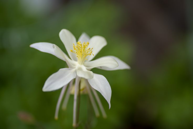 香川県園芸総合センターの花20