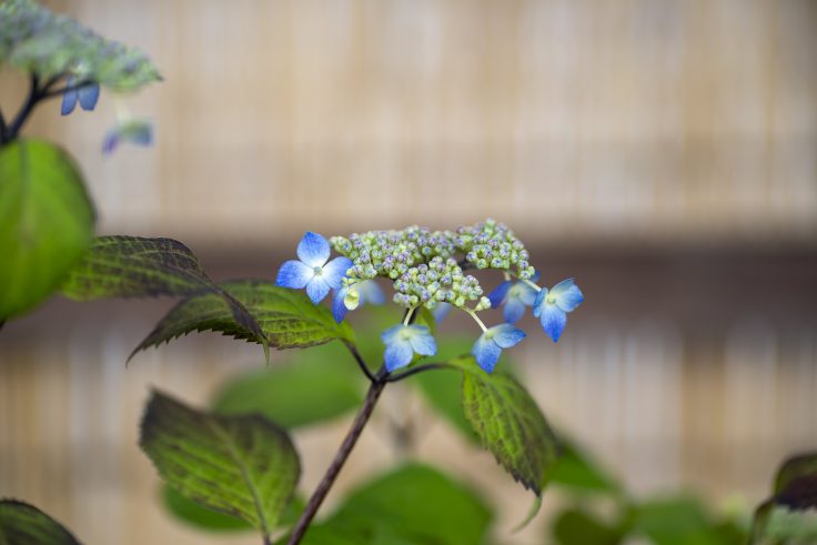 香川県園芸総合センターの花21