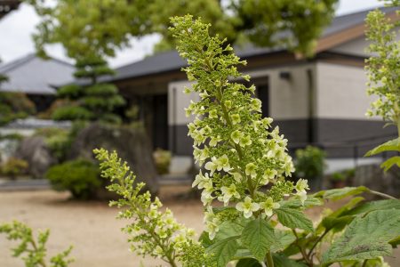 勝名寺のカシワバアジサイ