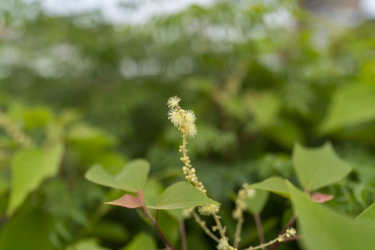 タラノキの花