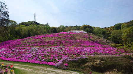 東かがわ市の芝桜富士