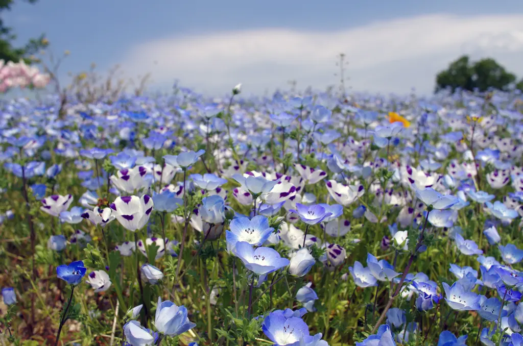 国営讃岐まんのう公園に咲く一面のネモフィラ | 旅カメラ