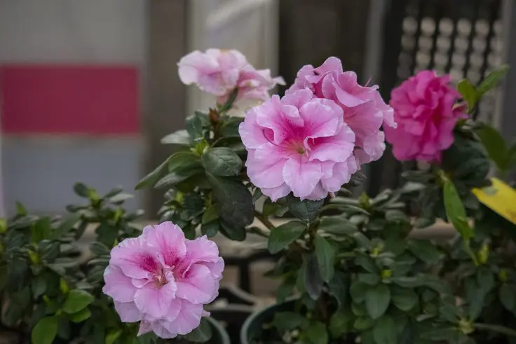 アザレアの花言葉と誕生花 旅カメラ アザレアの花言葉と誕生花 旅カメラ