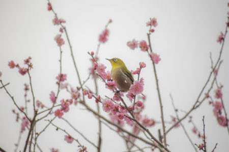 栗林公園のメジロ6