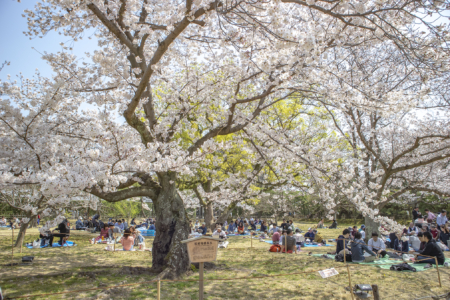 栗林公園の桜の標本木