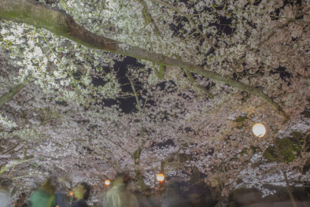 栗林公園芝生広場の夜桜広角2