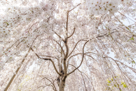 花見山こころの手紙館のしだれ桜を見上げる