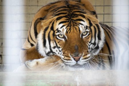 しろとり動物園のトラ3