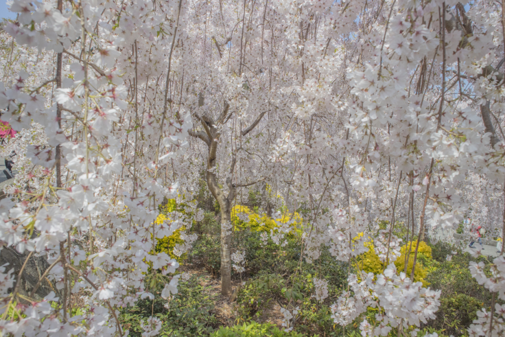 花見山展望台のしだれ桜