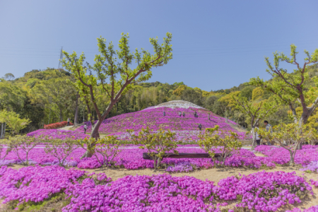 芝桜富士全景