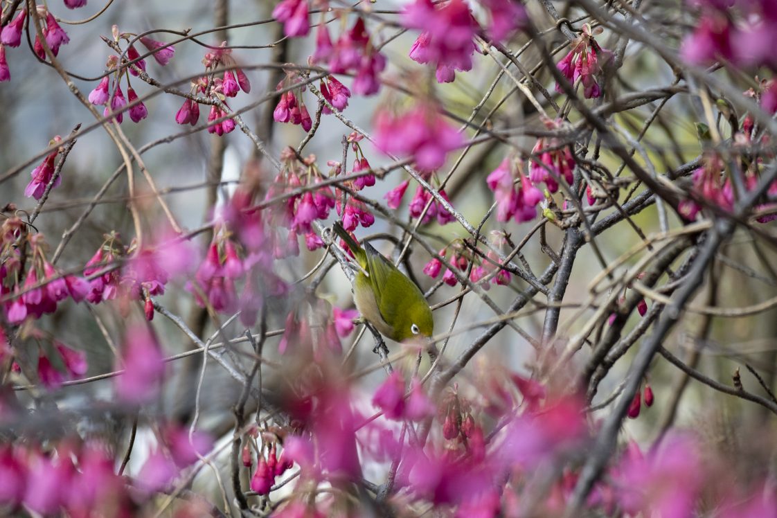 カンヒザクラの花言葉と誕生花 旅カメラ