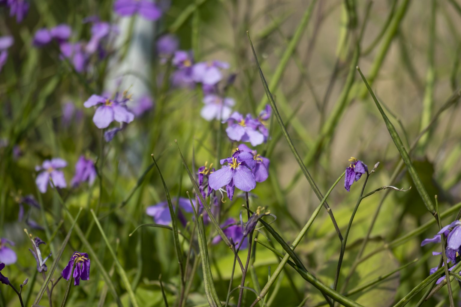 ムラサキハナナの花言葉と誕生花 旅カメラ