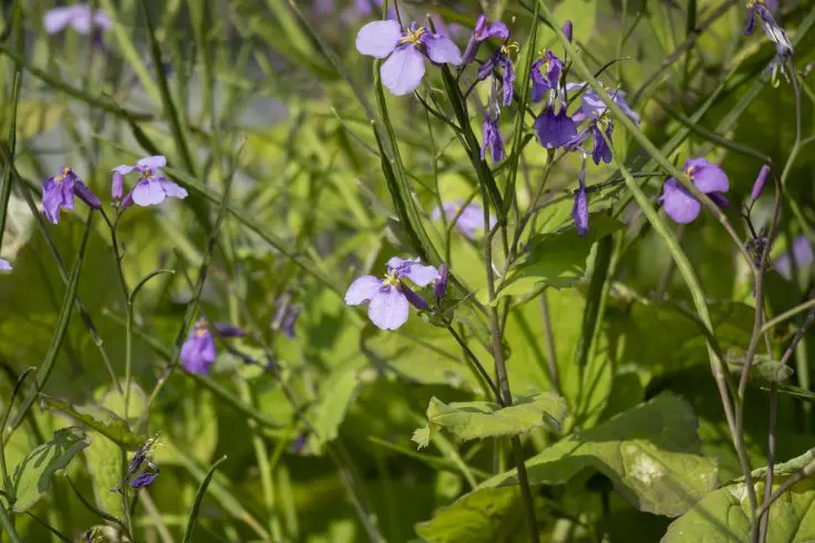 ムラサキハナナの花言葉と誕生花 旅カメラ
