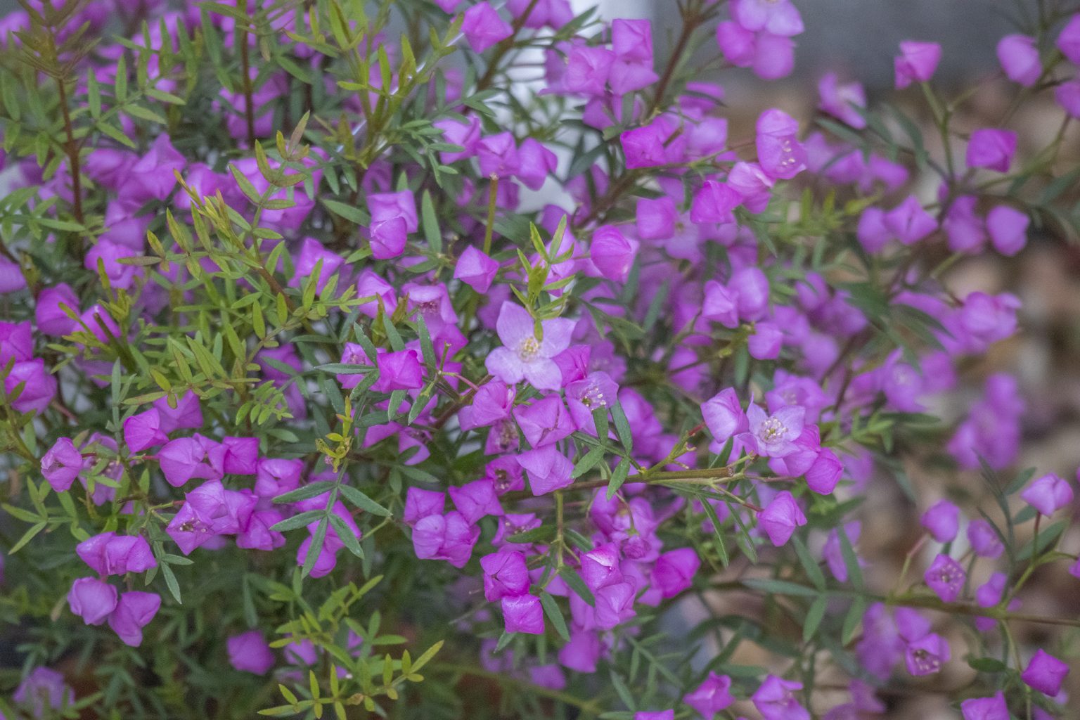 ボロニアの花言葉と誕生花 旅カメラ