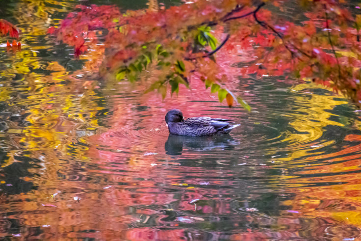 群鴨池の紅葉と鴨