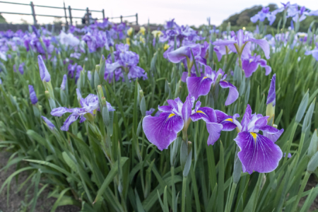 亀鶴公園の紫の花しょうぶ