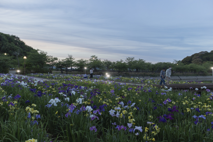 亀鶴公園の花しょうぶ2