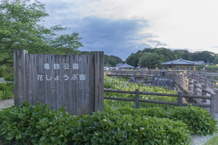亀鶴公園の花しょうぶ園