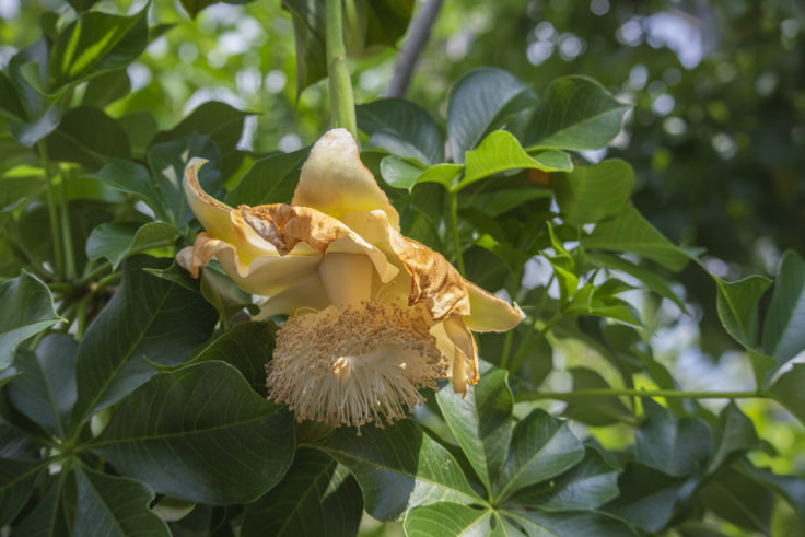 京都府立植物園のバオバブの花