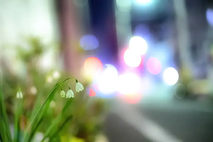 スノーフレークの花言葉 旅カメラ スノーフレークの花言葉 旅カメラ