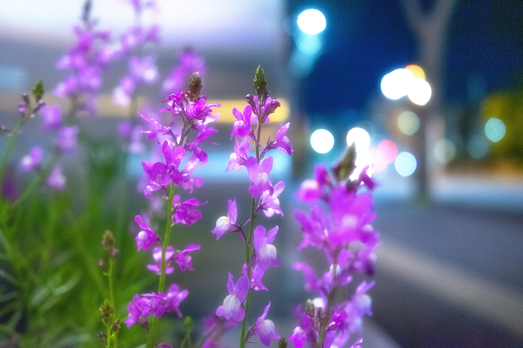 リナリア 花言葉 幻想