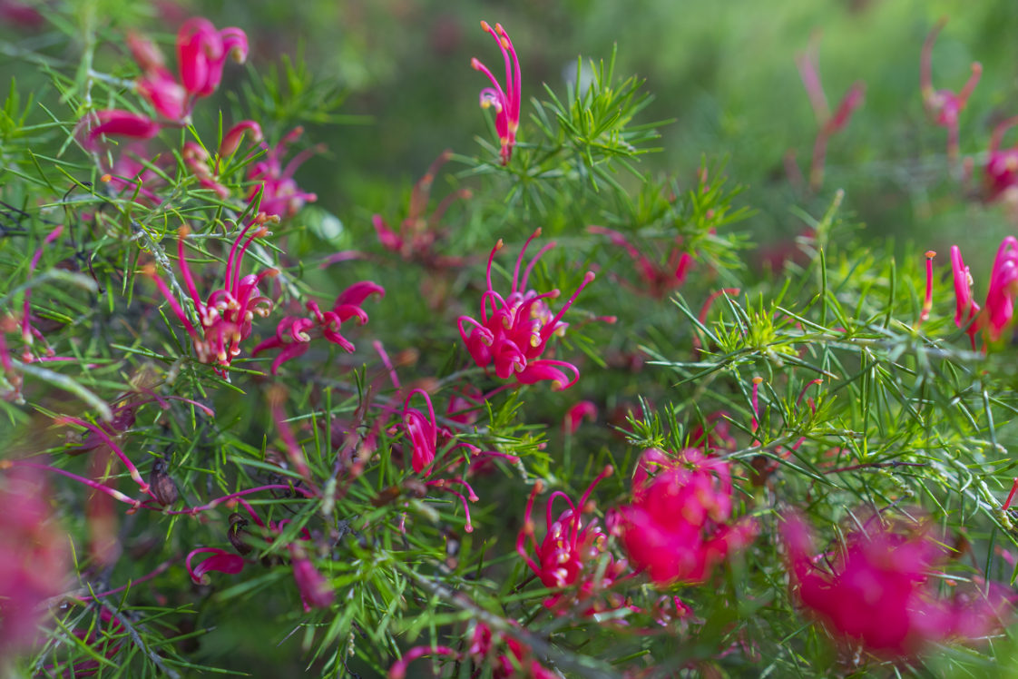 グレビレアの花言葉と誕生花 旅カメラ
