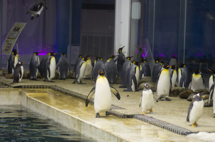 コウテイペンギン