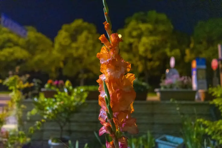 グラジオラスの花言葉と誕生花 旅カメラ