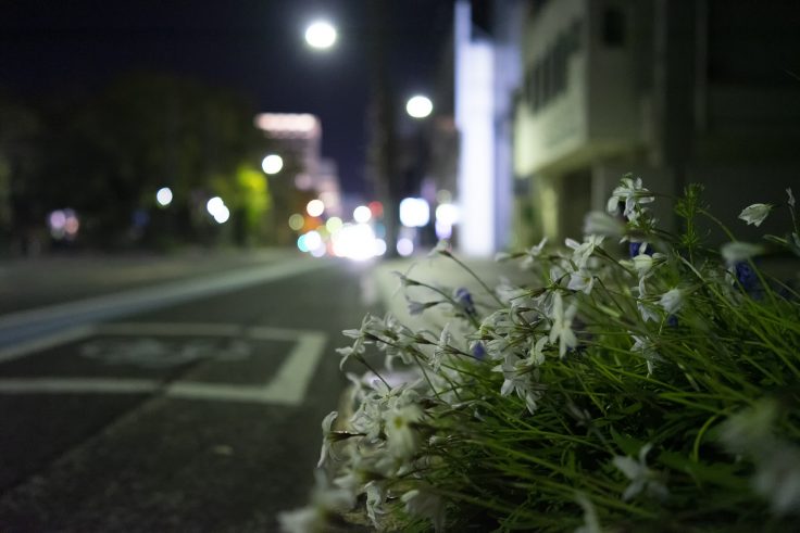 夜のハナニラ