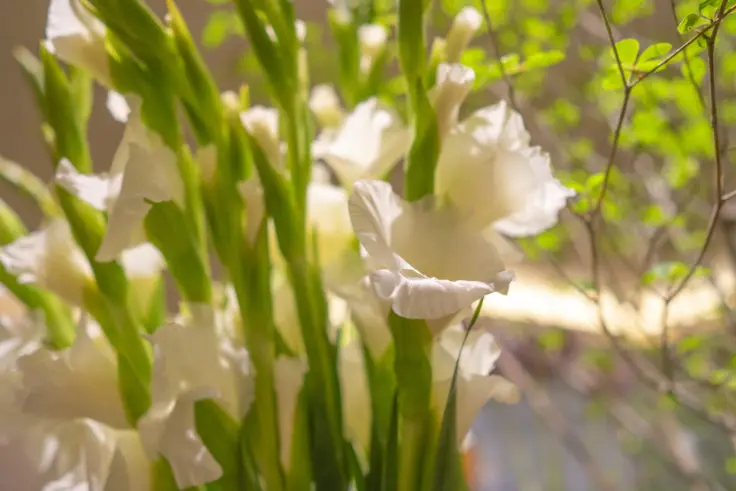 グラジオラスの花言葉と誕生花 旅カメラ