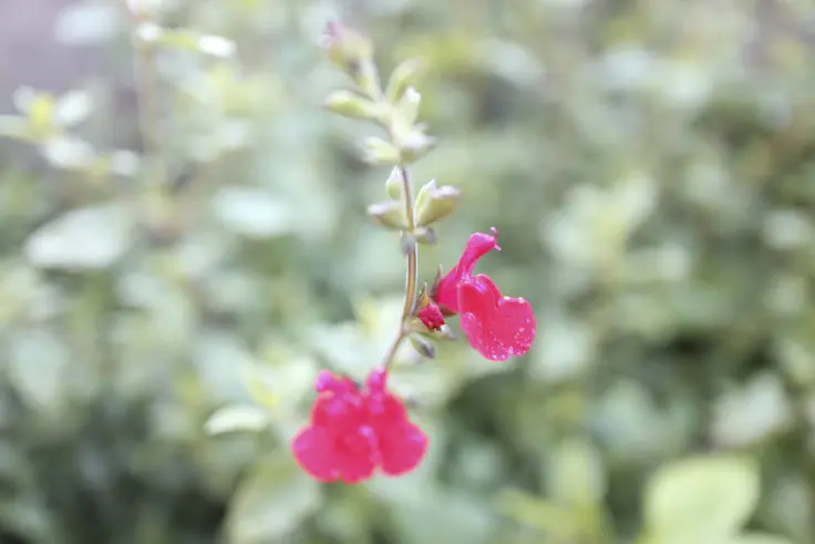 チェリーセージ サルビア ミクロフィア の花言葉と誕生花 旅カメラ