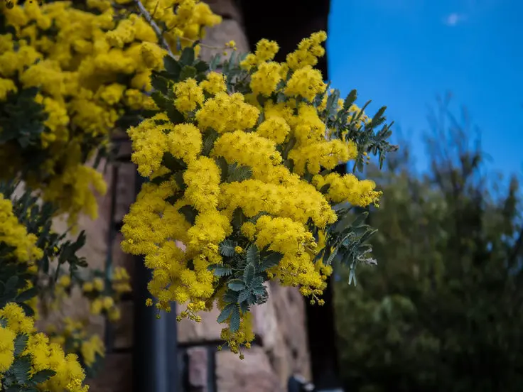 アカシア ミモザ の花言葉と誕生花 旅カメラ